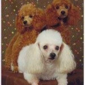 Meet your Posher, Virginia